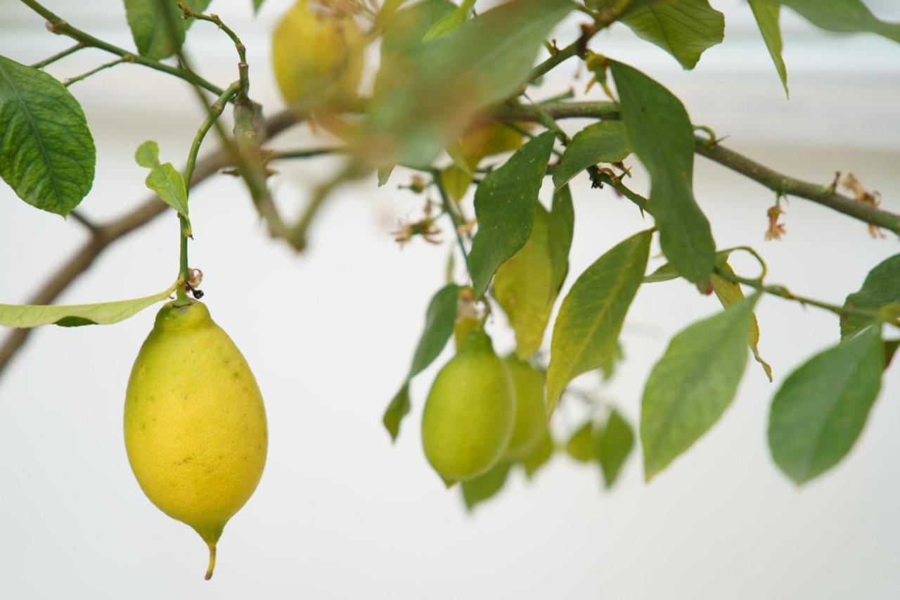 Lemon Tree Hotel Párga Kültér fotó